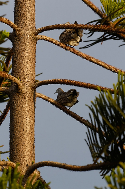 Suan Luang-JUN14-114